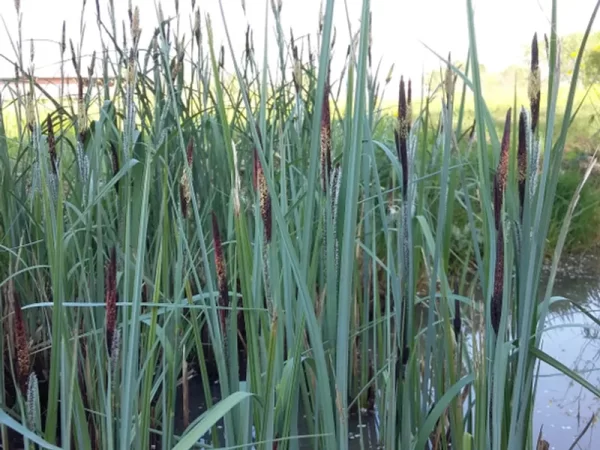 carex riparia laîche des rives