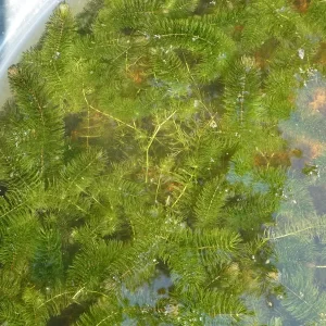 ceratophyllum demersum cornifle immergé