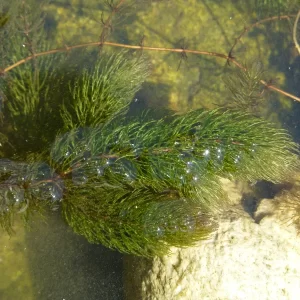 ceratophyllum demersum cornifle immergé