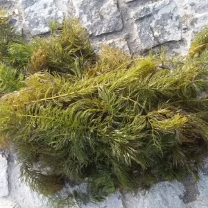 ceratophyllum demersum cornifle immergé