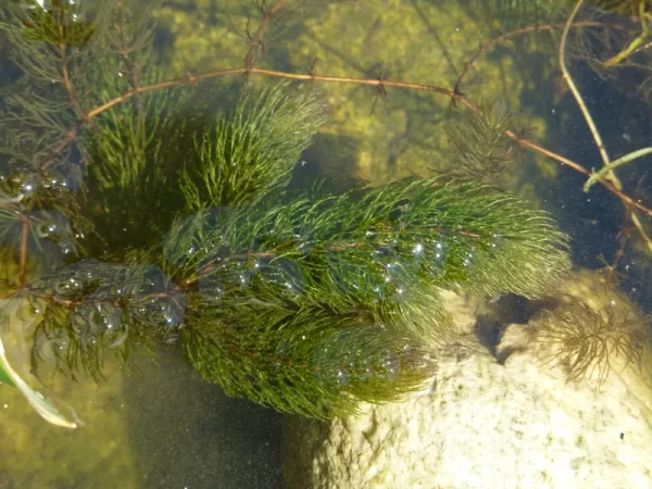 ceratophyllum demersum cornifle immergé