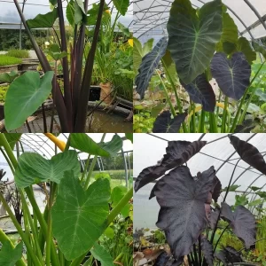 Colocasia