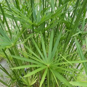 cyperus alternifolius papyrus à feuilles alternes