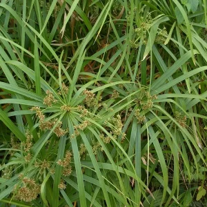 cyperus alternifolius papyrus à feuilles alternes