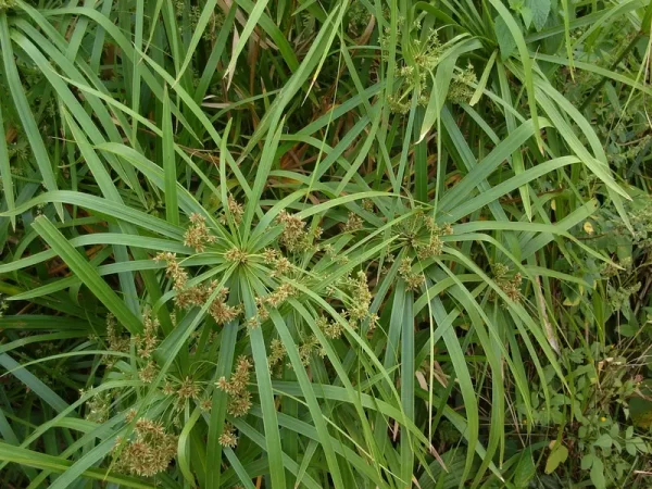cyperus alternifolius papyrus à feuilles alternes