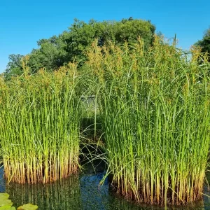 cyperus longus souchet odorant