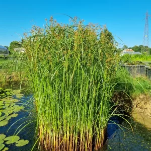 cyperus longus souchet odorant