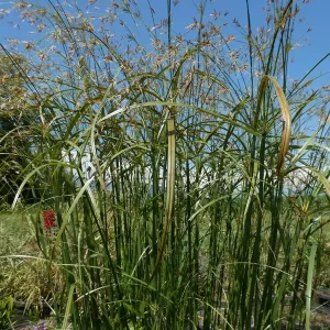 cyperus longus souchet odorant
