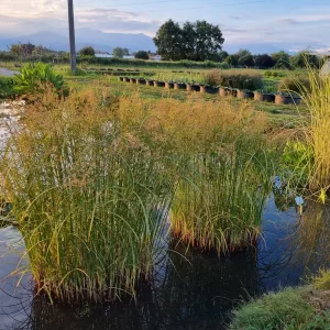 cyperus longus souchet odorant