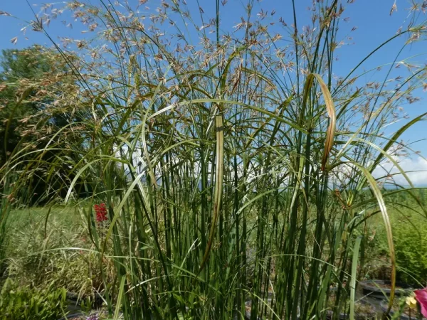 cyperus longus souchet odorant