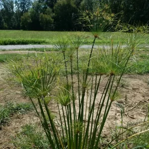 cyperus papyrus papyrus du nil