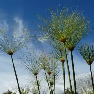 cyperus papyrus papyrus du nil