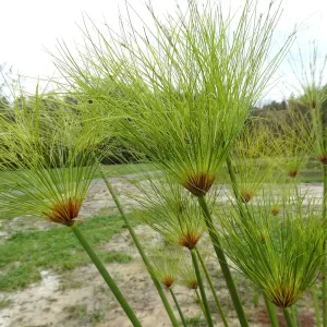 cyperus papyrus papyrus du nil