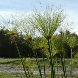 cyperus papyrus papyrus du nil