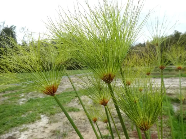 cyperus papyrus papyrus du nil