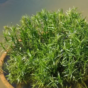 dulichium arundinaceum duliche roseau