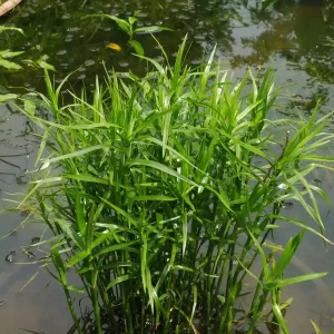 dulichium arundinaceum duliche roseau
