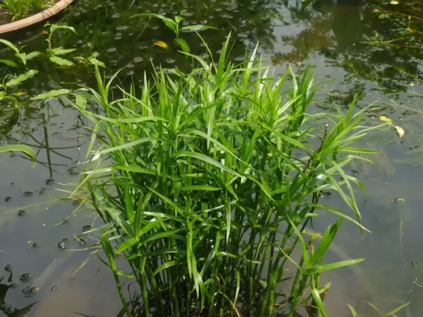 dulichium arundinaceum duliche roseau