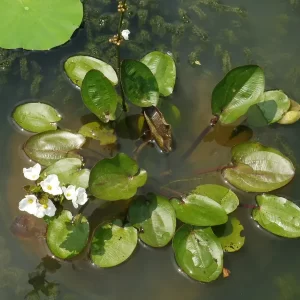 echinodorus cordifolius harbich