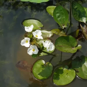 echinodorus cordifolius harbich