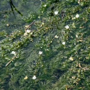egeria densa èlodée dense
