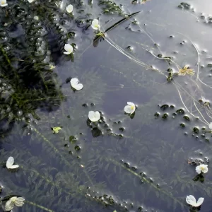 egeria densa èlodée dense