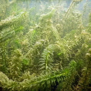 egeria densa èlodée dense