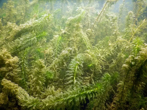 egeria densa èlodée dense