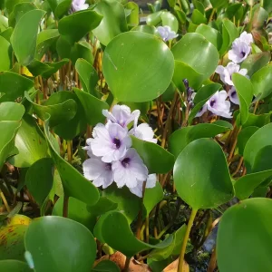 eichhornia azurea jacinthe d'eau azur