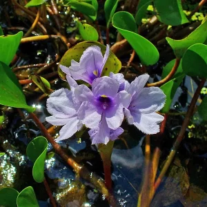 eichhornia azurea jacinthe d'eau azur