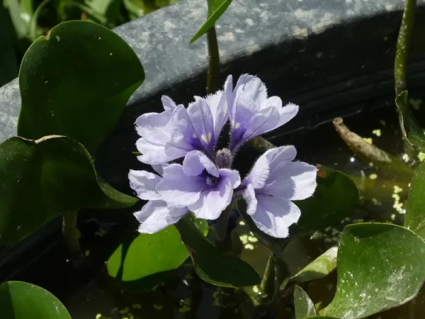 eichhornia azurea jacinthe d'eau azur