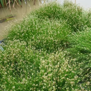 eleocharis acicularis scirpe épingle