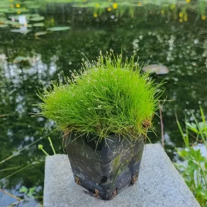 eleocharis acicularis scirpe épingle