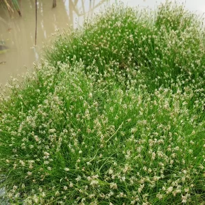 eleocharis acicularis scirpe épingle