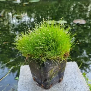 eleocharis acicularis scirpe épingle