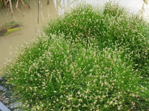 eleocharis acicularis scirpe épingle
