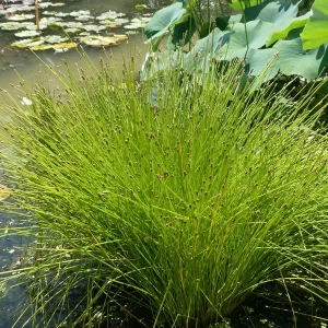 eleocharis obtusa