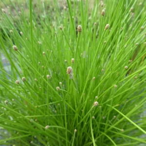 eleocharis obtusa