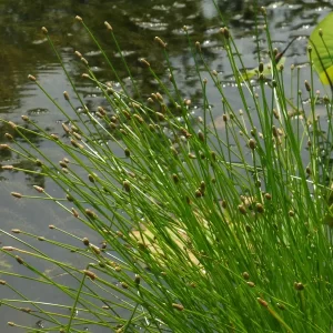 eleocharis obtusa