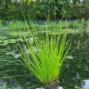 eleocharis obtusa