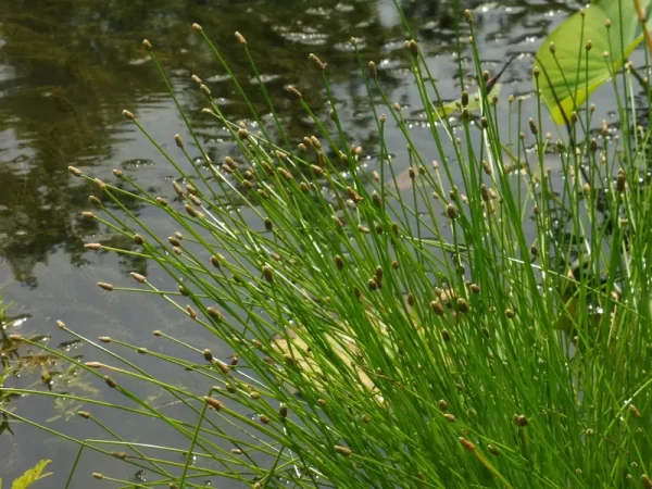 eleocharis obtusa