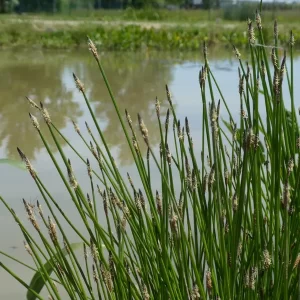 eleocharis palustris scirpe des marais