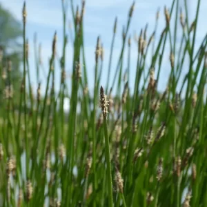 eleocharis palustris scirpe des marais