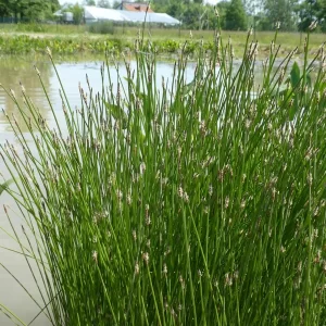 eleocharis palustris scirpe des marais