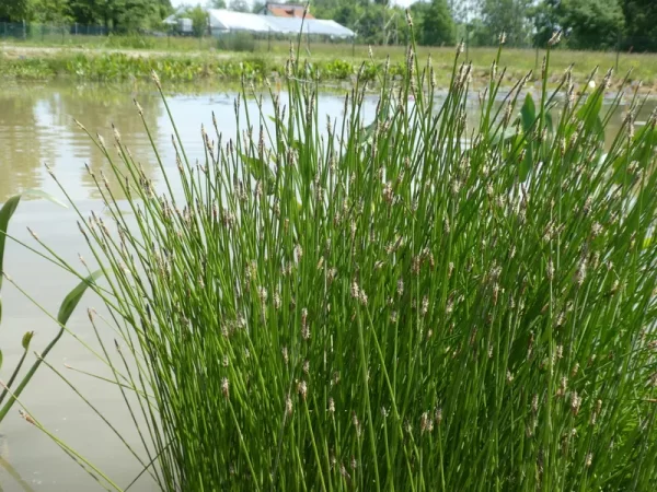 eleocharis palustris scirpe des marais