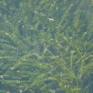 elodea canadensis èlodée du canada