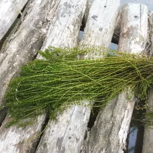 elodea canadensis èlodée du canada