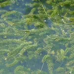 elodea canadensis èlodée du canada