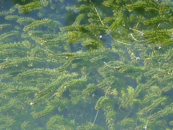 elodea canadensis èlodée du canada
