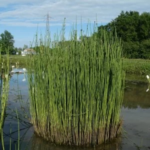 equisetum palustris prêle des marais